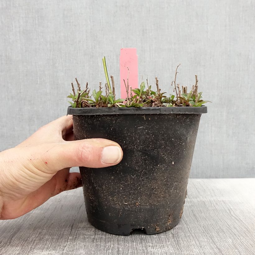 Exemplar von Aster ageratoides Adustus Nanus - Ageratum-ähnliche Aster Topf mit 1,5L/2L wie im Frühjahr geliefert