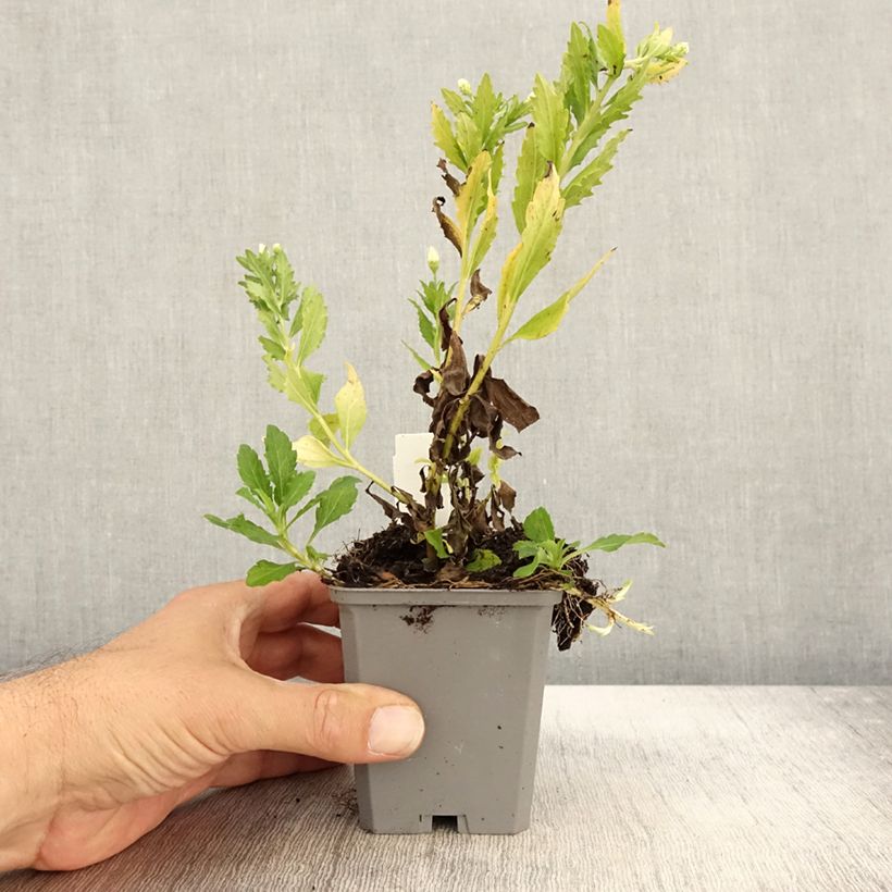 Exemplar von Aster ageratoides Ashvi - Ageratum-ähnliche Aster Kleine Töpfe von 8/9 cm wie im Herbst geliefert