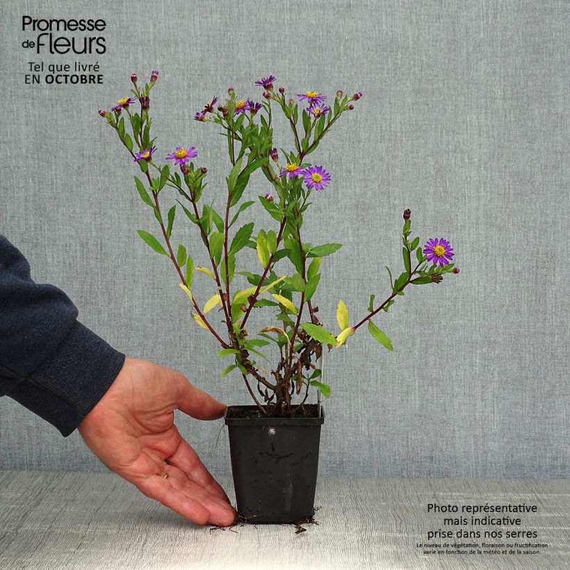 Exemplar von Aster ageratoides Ezo Murasaki - Ageratum-ähnliche Aster Kleine Töpfe von 8/9 cm wie im Herbst geliefert