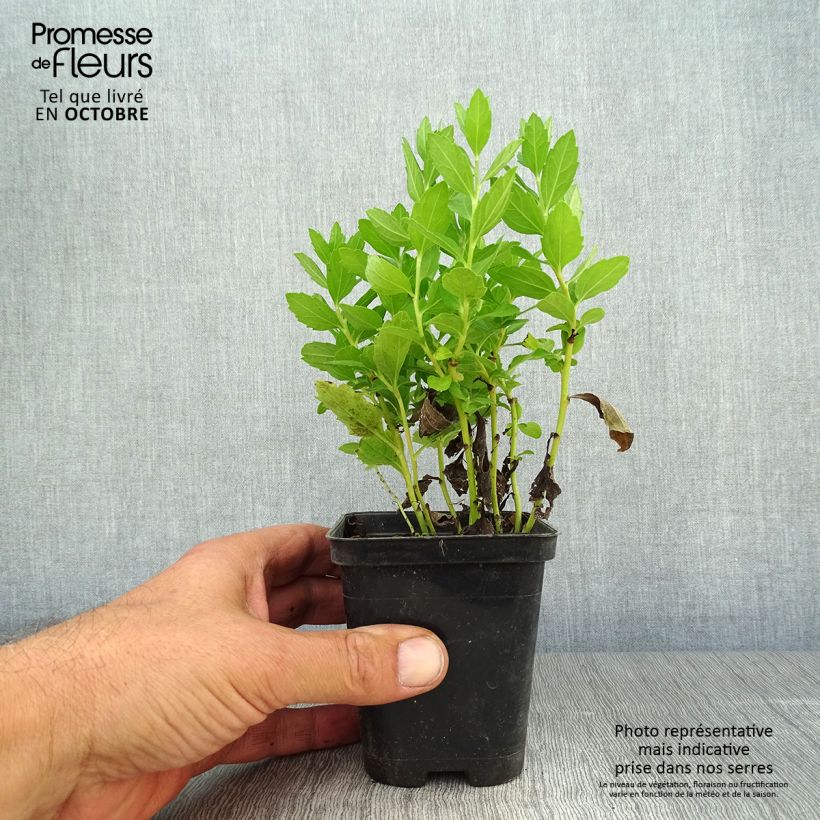 Exemplar von Aster ageratoides Starshine - Ageratum-ähnliche Aster Kleine Töpfe von 8/9 cm wie im Herbst geliefert