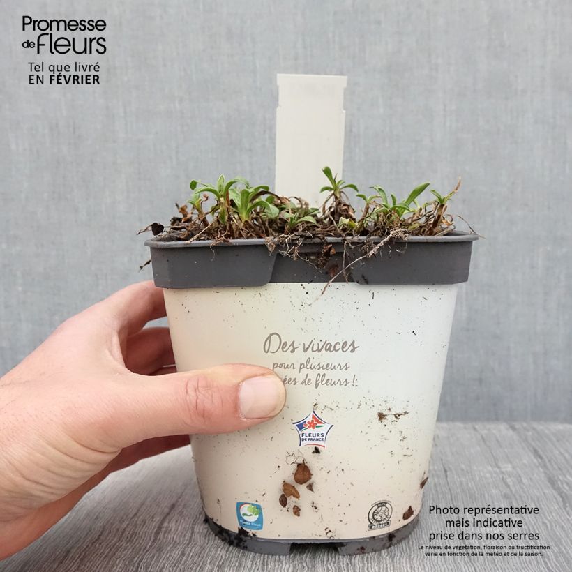 Exemplar von Aster alpinus Albus - Alpen-Aster Topf mit 2L/3L wie im Winter geliefert