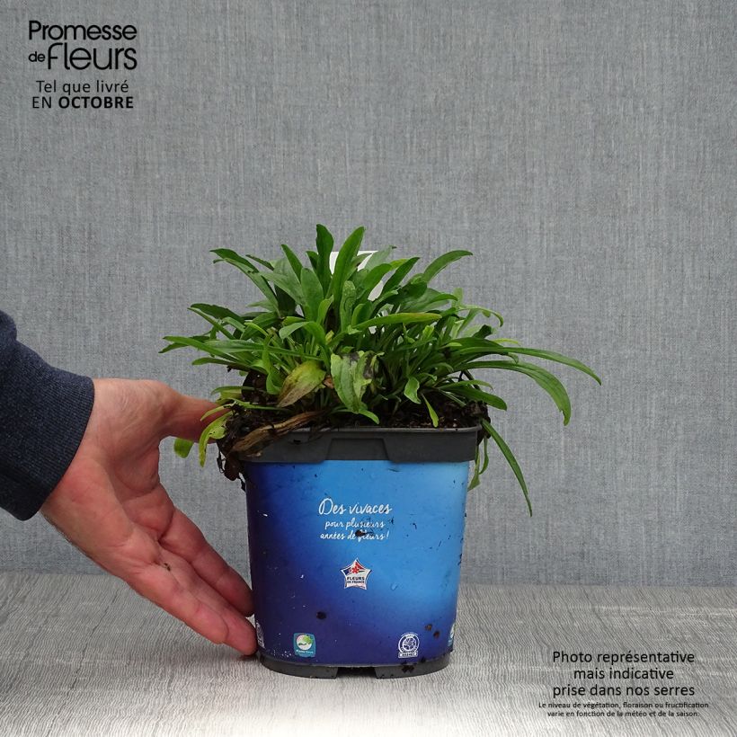 Exemplar von Aster alpinus Goliath - Alpen-Aster Topf mit 2L/3L wie im Herbst geliefert