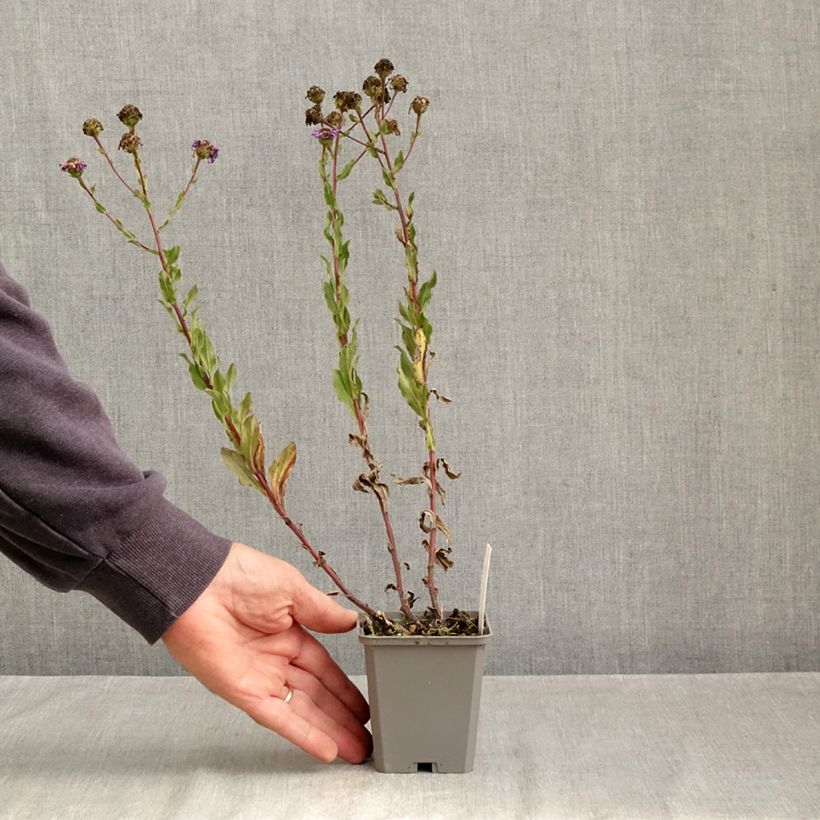 Exemplar von Aster amellus King George - Berg-Aster Kleine Töpfe von 8/9 cm wie im Herbst geliefert