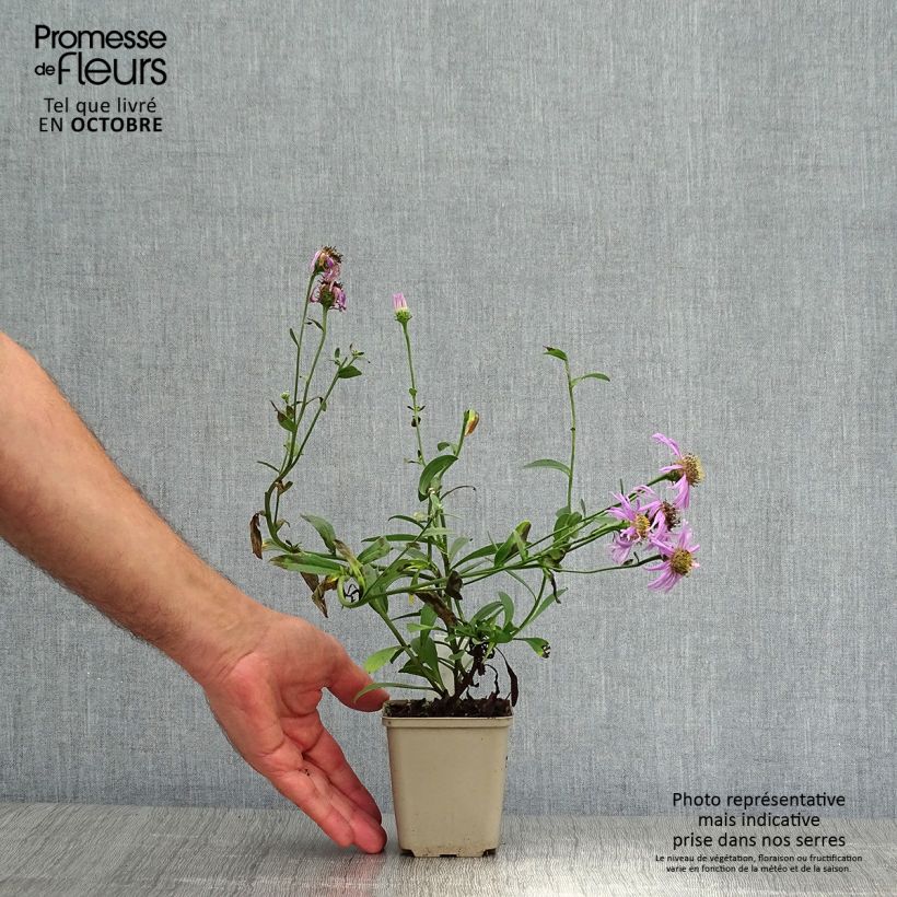Exemplar von Aster amellus Sonia - Berg-Aster Kleine Töpfe von 8/9 cm wie im Herbst geliefert