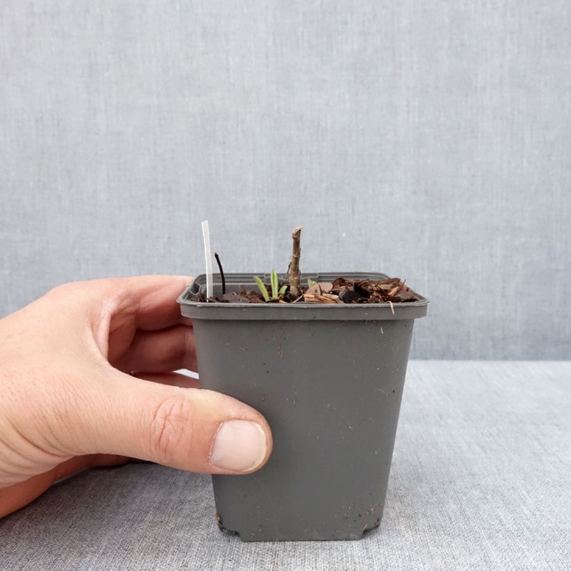 Exemplar von Aster amellus Sonora - Berg-Aster Kleine Töpfe von 8/9 cm wie im Frühjahr geliefert