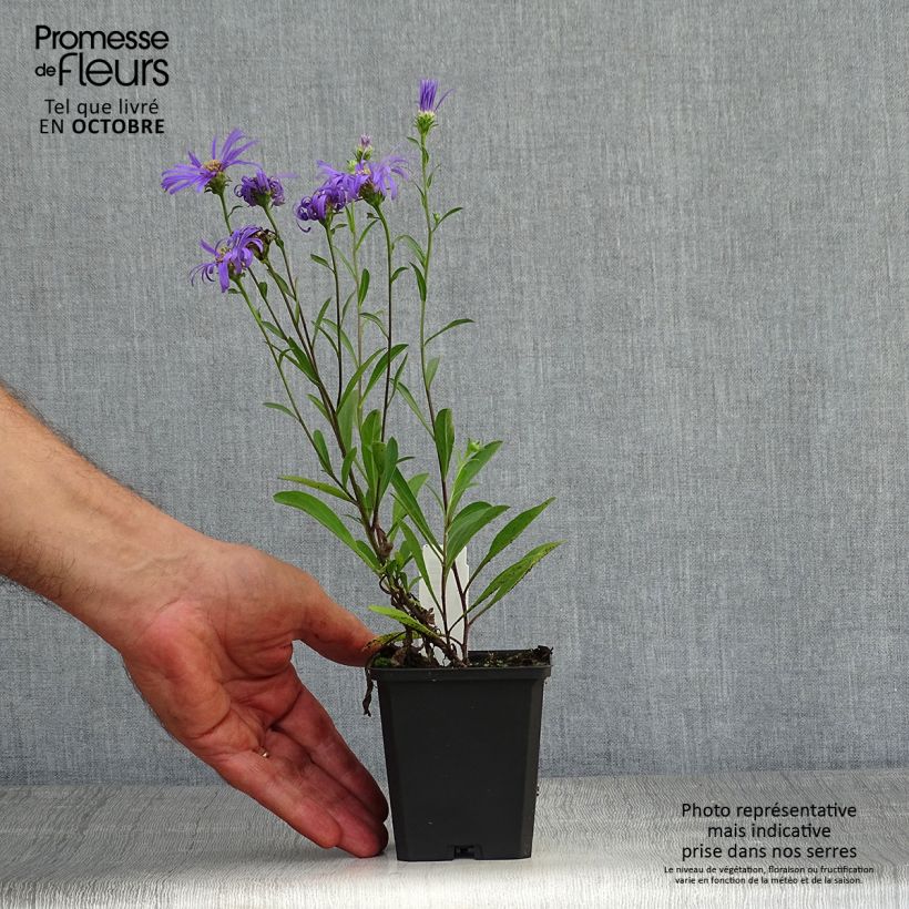 Exemplar von Aster amellus Veilchenkönigin - Violet Queen - Berg-Aster Kleine Töpfe von 8/9 cm wie im Herbst geliefert