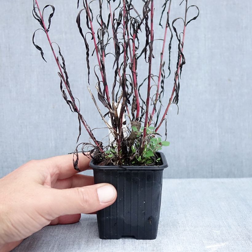 Exemplar von Aster datschii Kleine Töpfe von 8/9 cm wie im Herbst geliefert