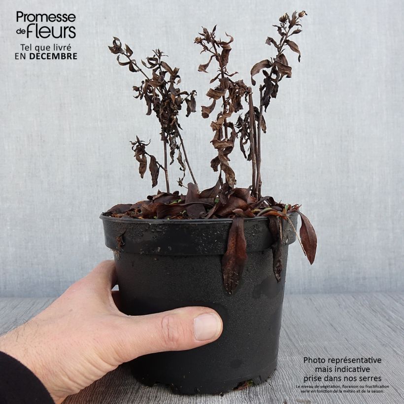 Exemplar von Aster dumosus Anneke - Kissen-Aster Topf mit 1,5L/2L wie im Herbst geliefert