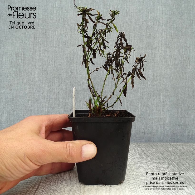 Exemplar von Aster dumosus Bahamas - Kissen-Aster Kleine Töpfe von 8/9 cm wie im Herbst geliefert