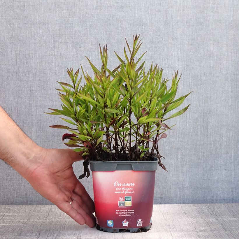 Exemplar von Aster dumosus Bahamas - Kissen-Aster Topf mit 2L/3L wie im Sommer geliefert