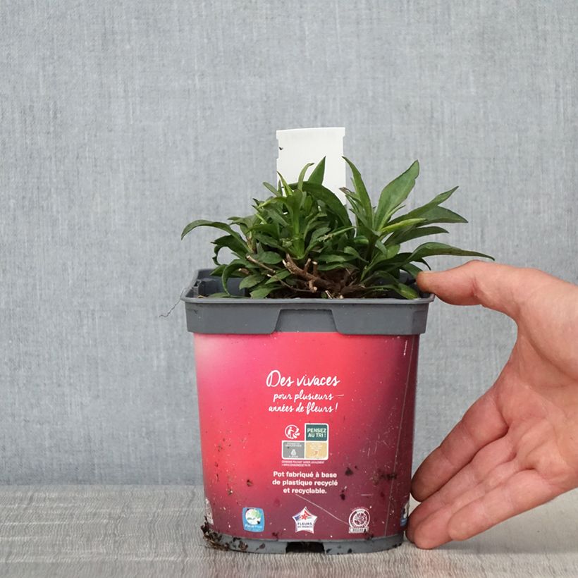 Exemplar von Aster dumosus Bahamas - Kissen-Aster Topf mit 2L/3L wie im Frühjahr geliefert