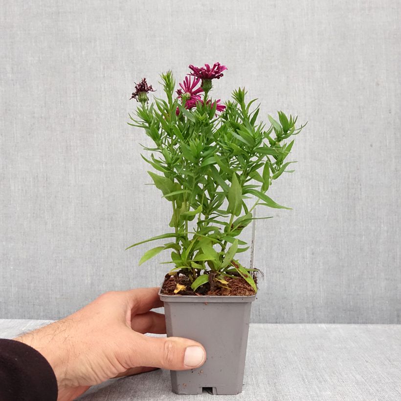 Exemplar von Aster dumosus Jenny - Kissen-Aster Kleine Töpfe von 8/9 cm wie im Herbst geliefert