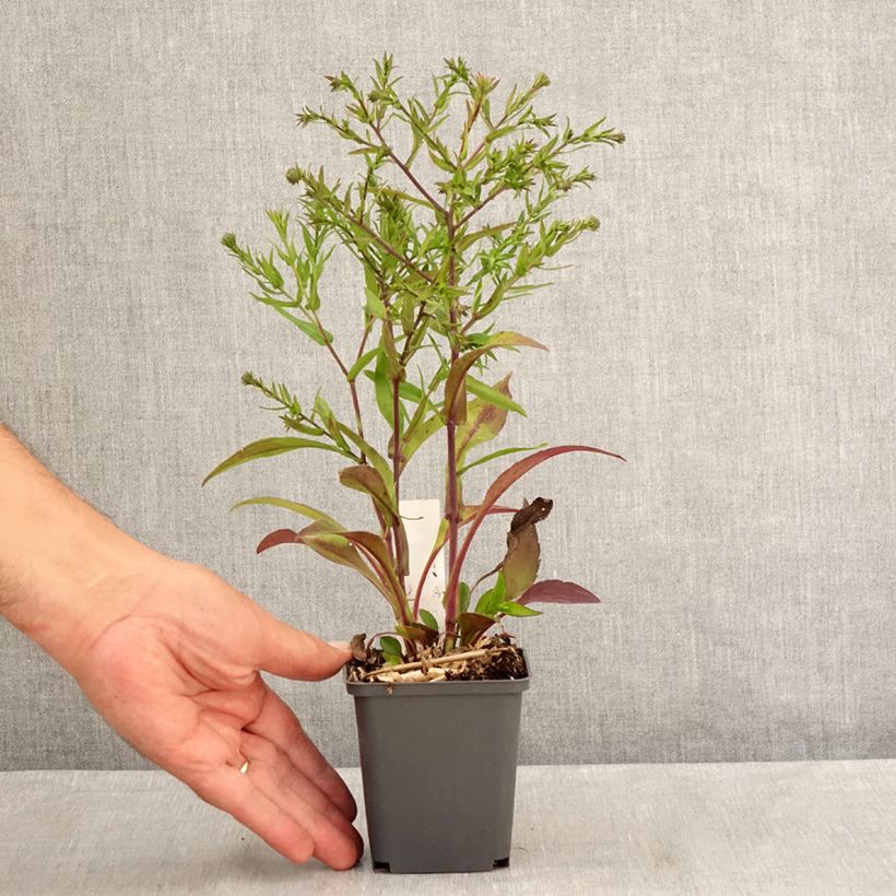 Exemplar von Aster dumosus Jenny - Kissen-Aster Kleine Töpfe von 8/9 cm wie im Sommer geliefert