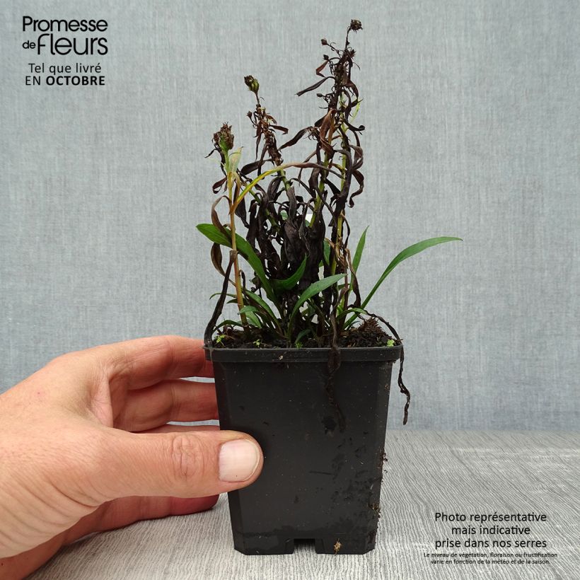 Exemplar von Aster dumosus Kristina - Kissen-Aster Kleine Töpfe von 8/9 cm wie im Herbst geliefert