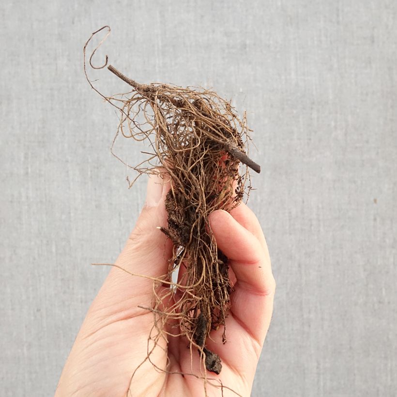 Exemplar von Aster dumosus Lady In Blue - Kissen-Aster Wurzelnackt wie im Winter geliefert