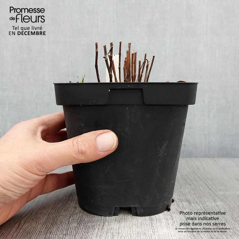 Exemplar von Aster dumosus Marjorie - Kissen-Aster Topf mit 2L/3L wie im Herbst geliefert