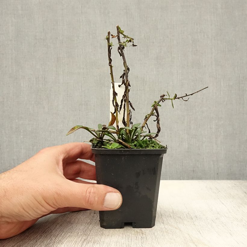 Exemplar von Aster dumosus Neron - Kissen-Aster Kleine Töpfe von 8/9 cm wie im Herbst geliefert