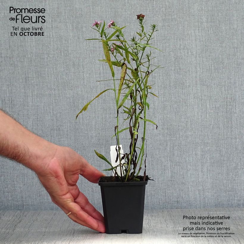 Exemplar von Aster dumosus Peter Harrison - Kissen-Aster Kleine Töpfe von 8/9 cm wie im Herbst geliefert