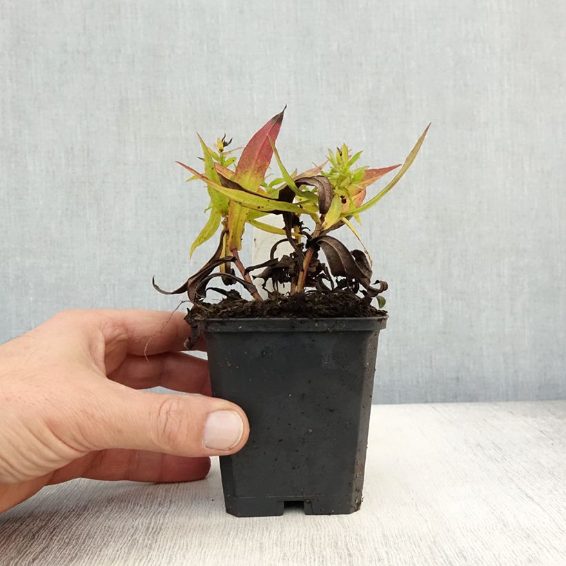Exemplar von Aster dumosus Professeur Anton Kippenberg - Kissen-Aster Kleine Töpfe von 8/9 cm wie im Herbst geliefert