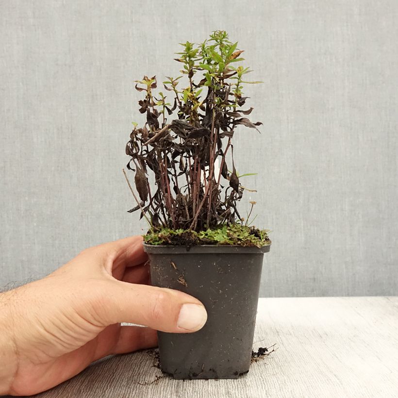 Exemplar von Aster dumosus Samoa - Kissen-Aster Kleine Töpfe von 8/9 cm wie im Herbst geliefert