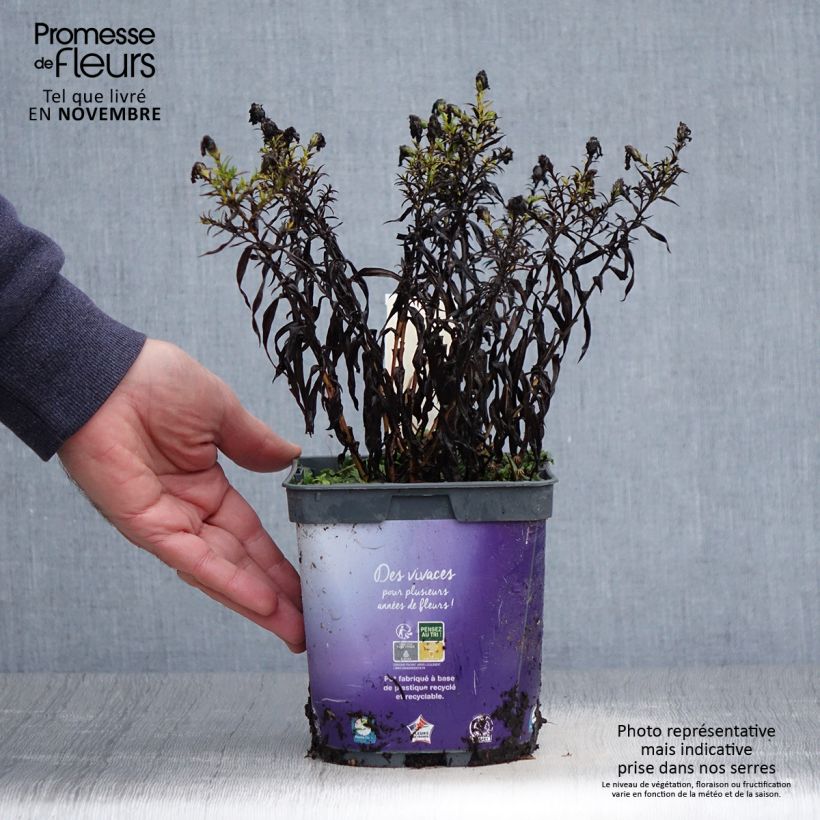 Exemplar von Aster dumosus Samoa - Kissen-Aster Topf mit 2L/3L wie im Herbst geliefert