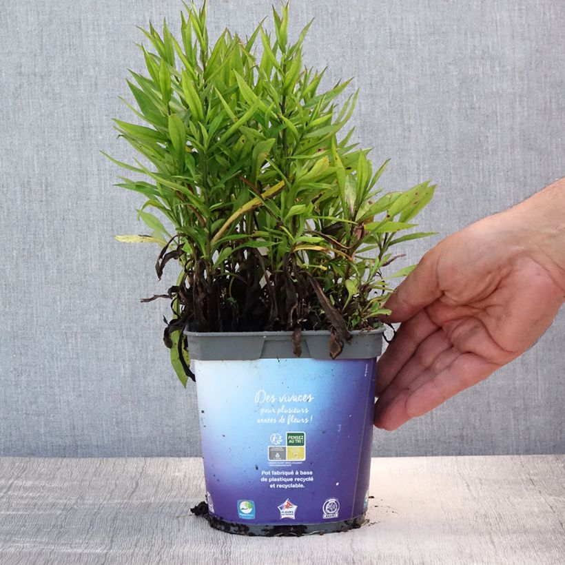 Exemplar von Aster dumosus Samoa - Kissen-Aster Topf mit 2L/3L wie im Sommer geliefert