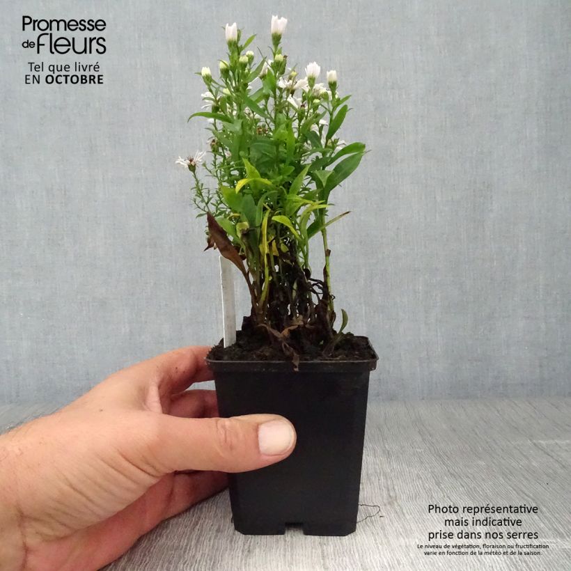 Exemplar von Aster dumosus Schneekissen - Kissen-Aster Kleine Töpfe von 8/9 cm wie im Herbst geliefert