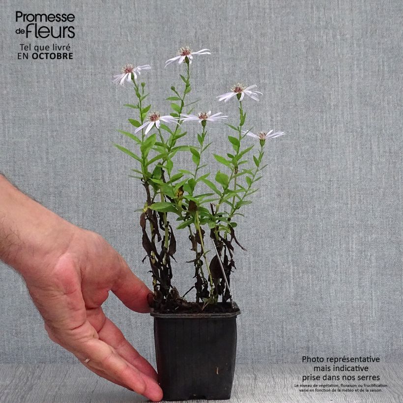 Exemplar von Aster dumosus Silberblaukissen - Kissen-Aster Kleine Töpfe von 8/9 cm wie im Herbst geliefert