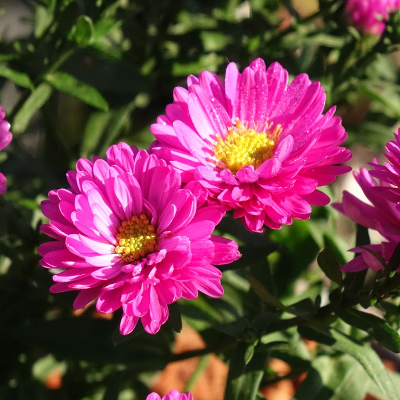 Aster dumosus Starlight - Kissen-Aster (Blüte)