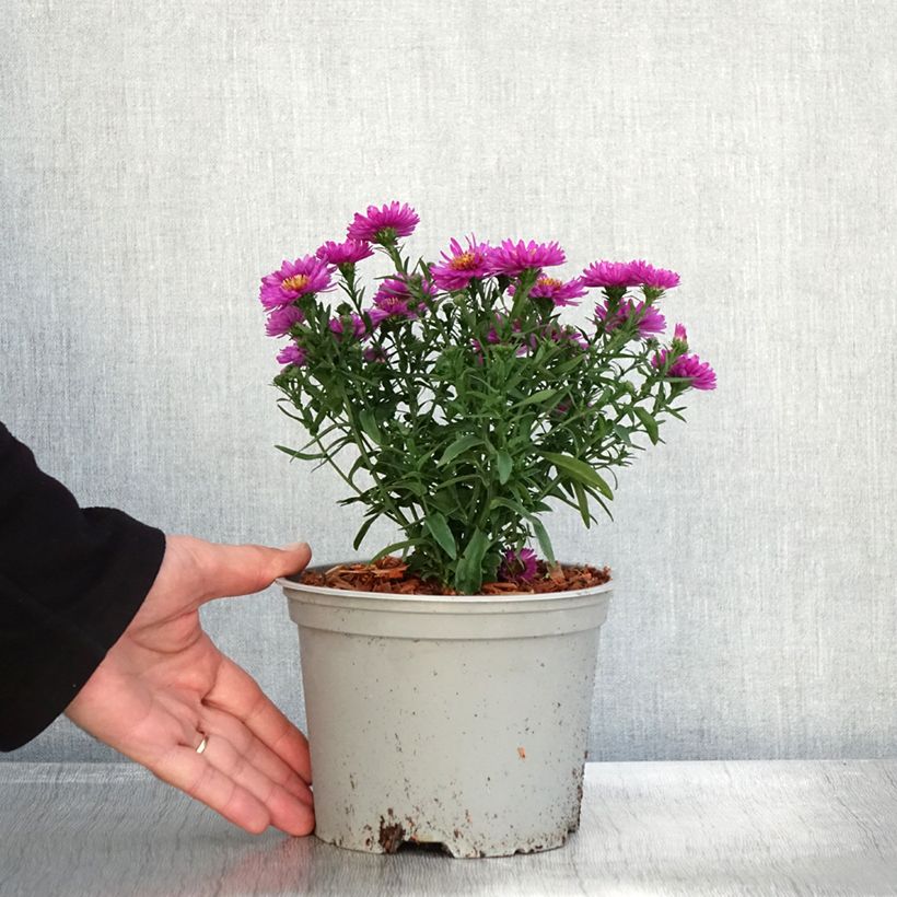 Exemplar von Aster dumosus Starlight - Kissen-Aster Topf mit 2L/3L wie im Herbst geliefert