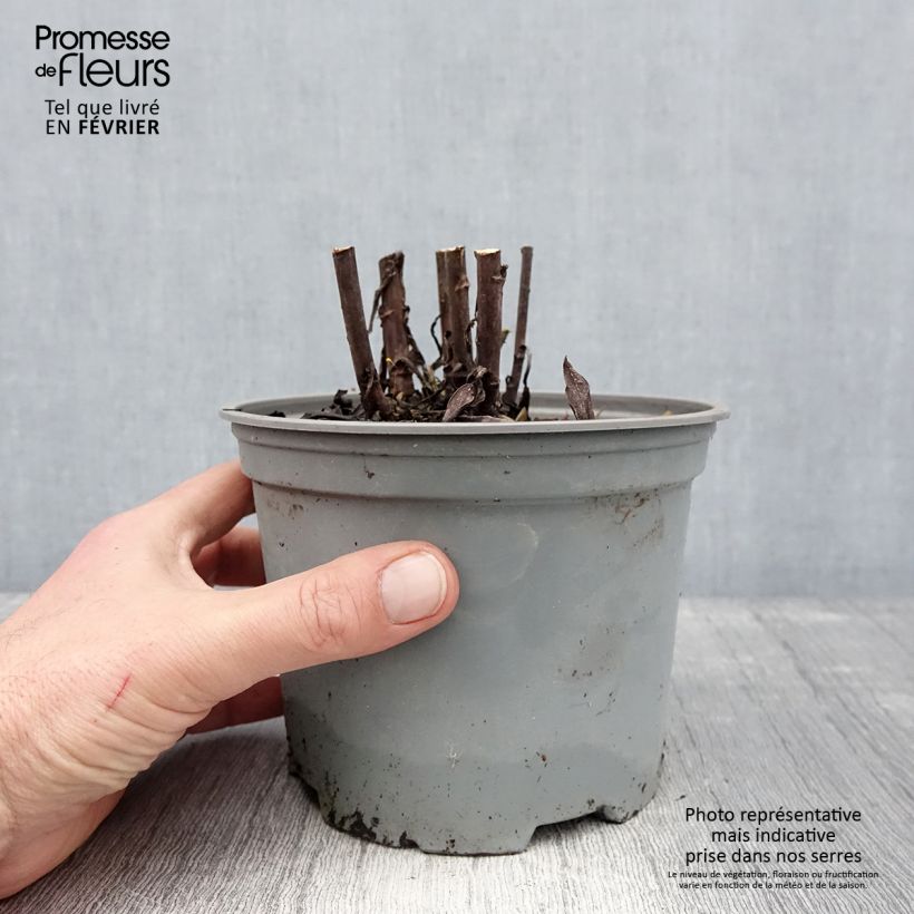 Exemplar von Aster dumosus Starlight - Kissen-Aster Topf mit 2L/3L wie im Winter geliefert