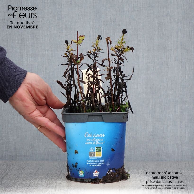 Exemplar von Aster dumosus Tonga - Kissen-Aster Topf mit 2L/3L wie im Herbst geliefert