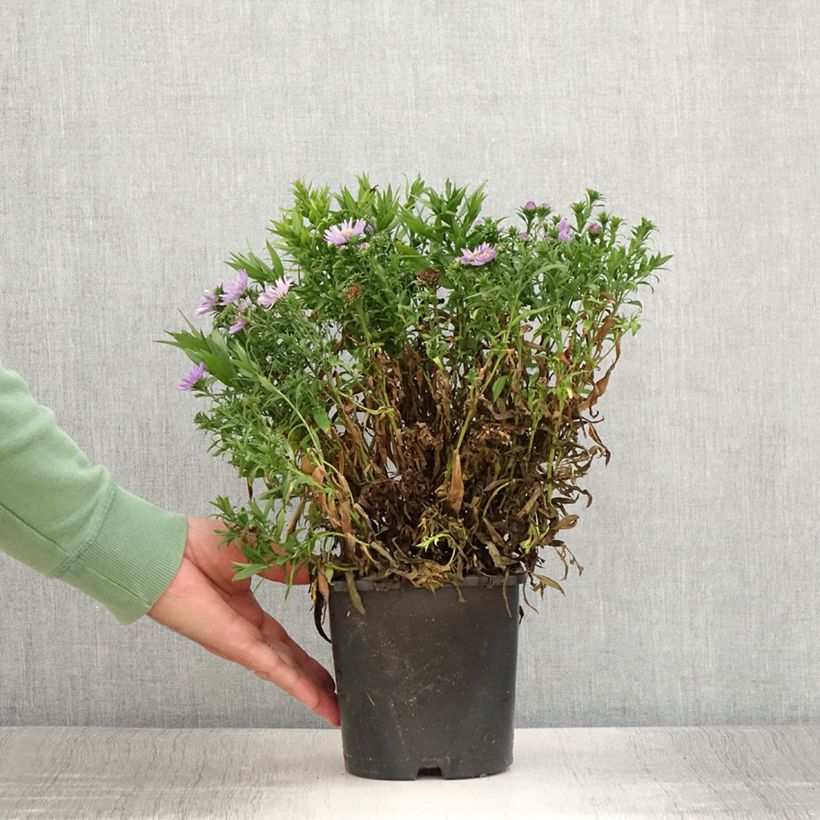 Exemplar von Aster novi-belgii Wood's Purple - Glattblatt-Aster Topf mit 1,5L/2L wie im Sommer geliefert