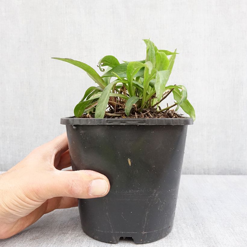 Exemplar von Aster novi-belgii Wood's Purple - Glattblatt-Aster Topf mit 1,5L/2L wie im Frühjahr geliefert