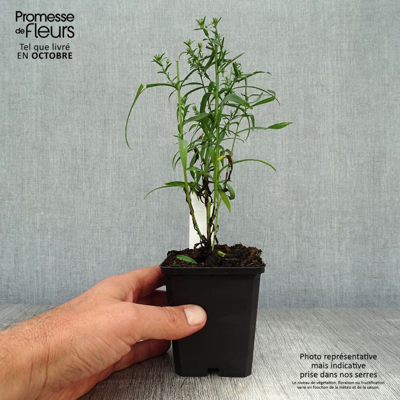 Exemplar von Aster ericoides Blue Wonder - Myrten Aster Kleine Töpfe von 8/9 cm wie im Herbst geliefert