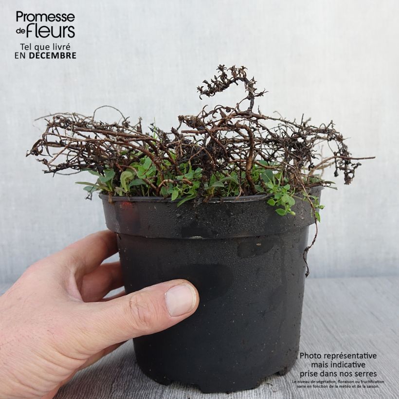 Exemplar von Aster ericoïdes f. prostratus Snow Flurry - Myrten Aster Topf mit 2L/3L wie im Herbst geliefert