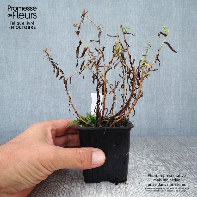 Exemplar von Aster ericoïdes - Myrten Aster Kleine Töpfe von 8/9 cm wie im Herbst geliefert