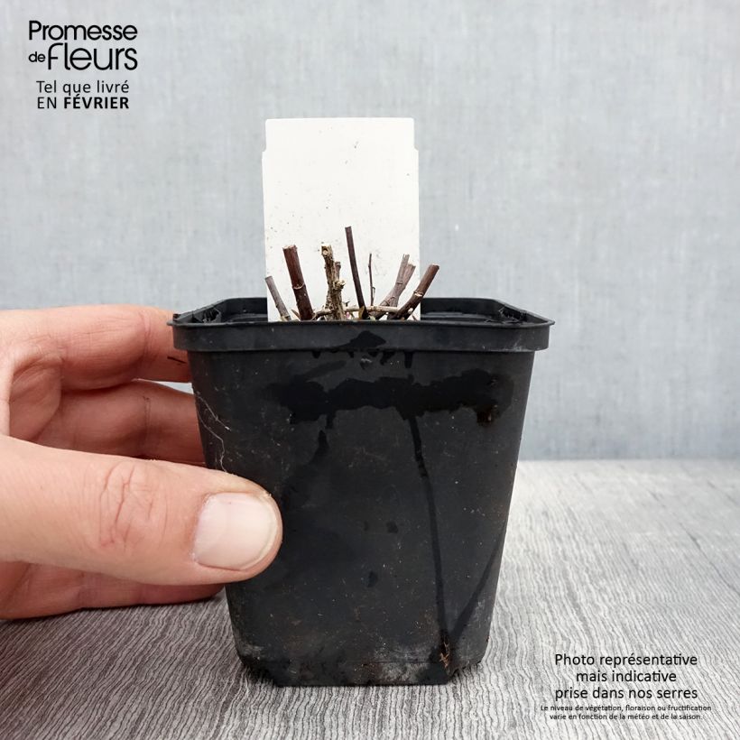 Exemplar von Aster ericoïdes Herbstmyrte - Myrten Aster Kleine Töpfe von 8/9 cm wie im Winter geliefert