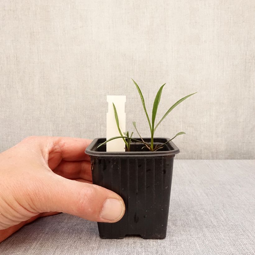 Exemplar von Aster ericoïdes Schneegitter - Myrten Aster Kleine Töpfe von 8/9 cm wie im Frühjahr geliefert