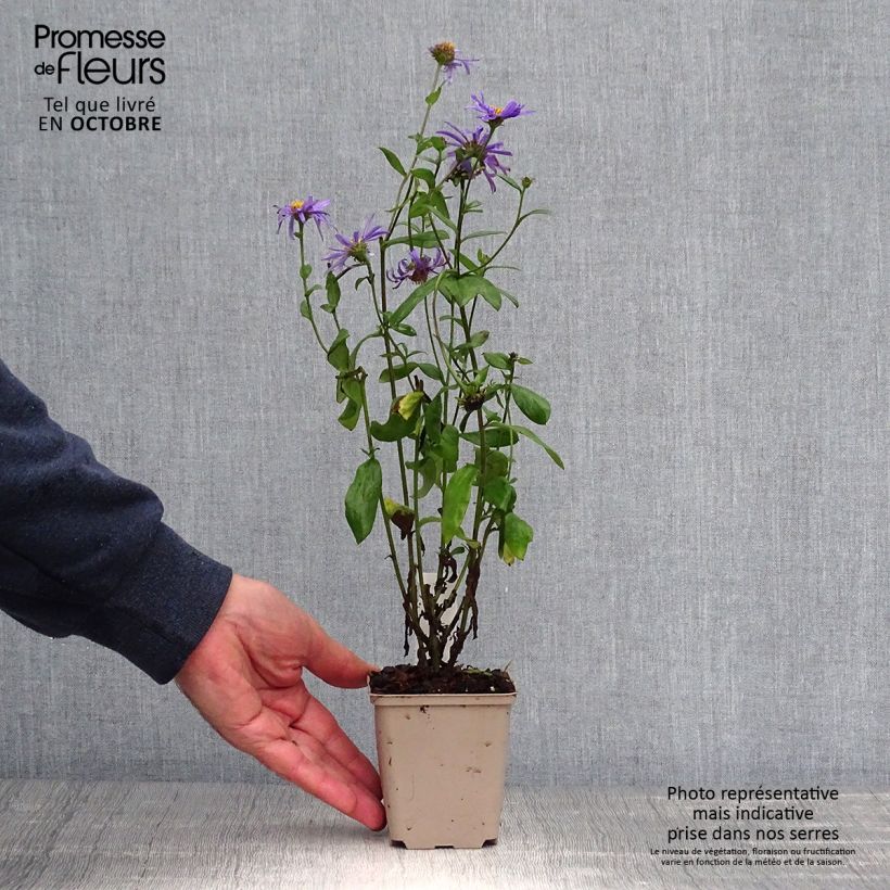Exemplar von Aster frikartii Jungfrau - Sommer-Aster Kleine Töpfe von 8/9 cm wie im Herbst geliefert