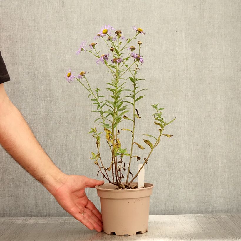 Exemplar von Aster frikartii Mönch - Sommer-Aster Topf mit 1L/1,5L wie im Herbst geliefert