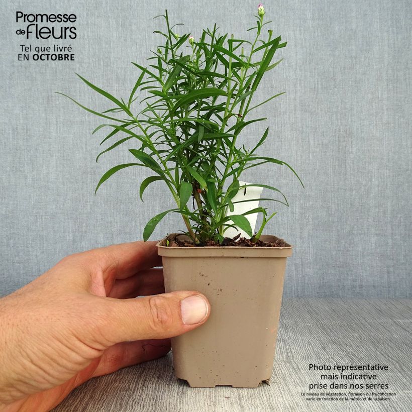 Exemplar von Aster Pink Star Kleine Töpfe von 8/9 cm wie im Herbst geliefert