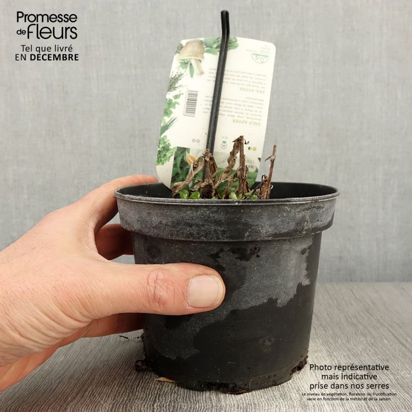 Exemplar von Strand-Aster - Tripolium pannonicum Topf mit 1,5L/2L wie im Herbst geliefert