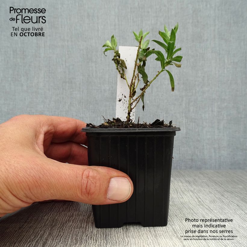 Exemplar von Aster novae-angliae Andenken an Paul Gerber - Neuenglische Aster Kleine Töpfe von 8/9 cm wie im Herbst geliefert