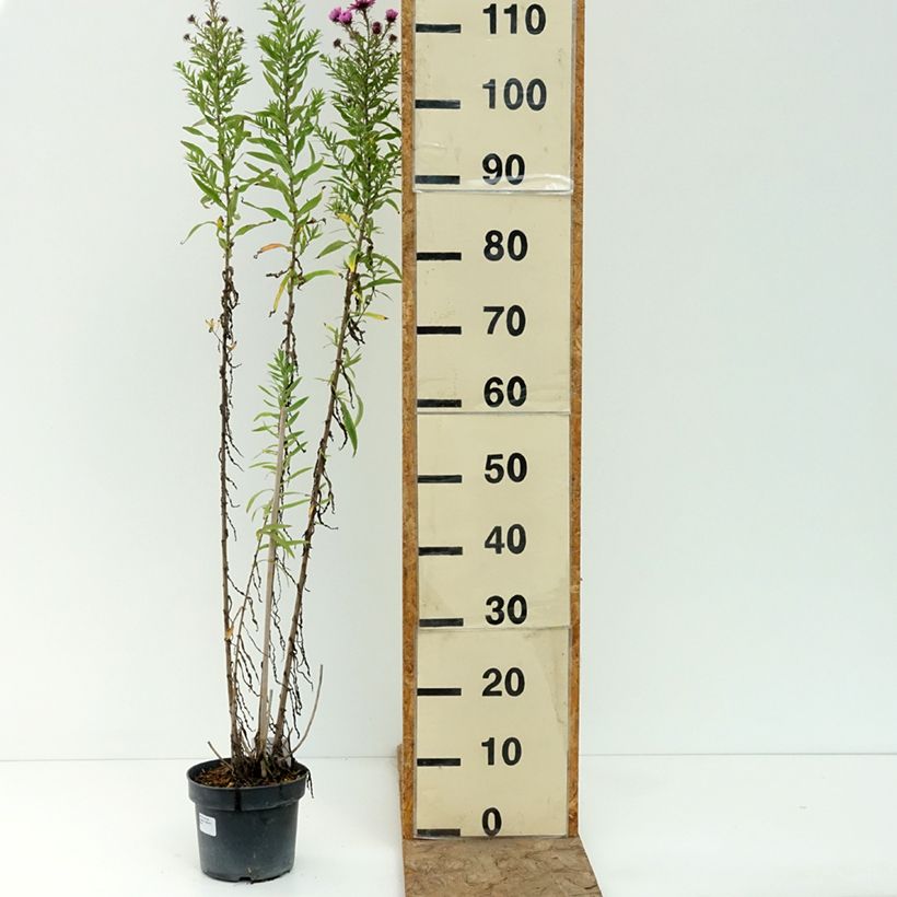 Exemplar von Aster novae-angliae Barrs Pink - Neuenglische Aster Topf mit 2L/3L wie im Sommer geliefert