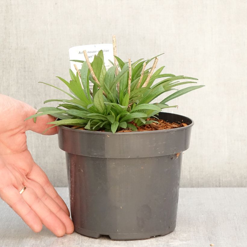 Exemplar von Aster novae-angliae Barrs Pink - Neuenglische Aster Topf mit 2L/3L wie im Frühjahr geliefert