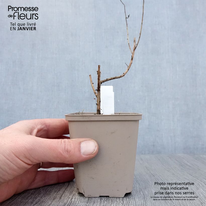 Exemplar von Aster novae-angliae Guido en Gezelle - Neuenglische Aster Kleine Töpfe von 8/9 cm wie im Winter geliefert