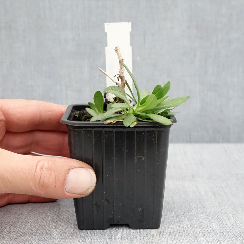 Exemplar von Aster novae-angliae Rosa Sieger - Neuenglische Aster Kleine Töpfe von 7/8 cm wie im Frühjahr geliefert