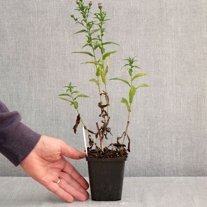 Exemplar von Aster novi-belgii Eventide - Glattblatt-Aster Kleine Töpfe von 7/8 cm wie im Herbst geliefert
