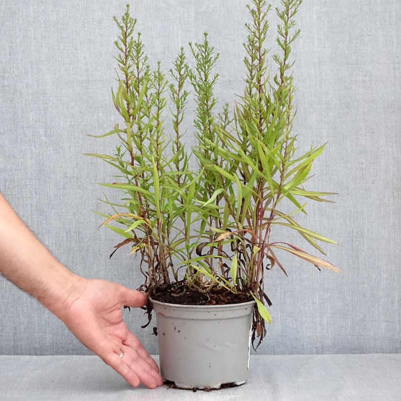 Exemplar von Aster novi-belgii Karmin Kuppel - Glattblatt-Aster Topf mit 2L/3L wie im Sommer geliefert